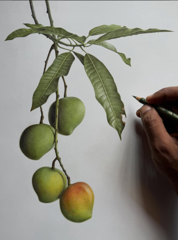 Colored pencil drawing of mangoes on a branch